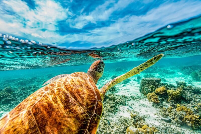 Jour 5 – Aventure en mer & snorkeling