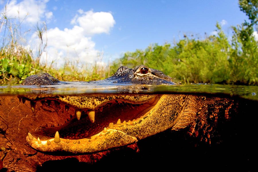 Alligator,,Everglades,,reptils,Open,Mouth. Alligator, Everglades ,Reptils open mouth.